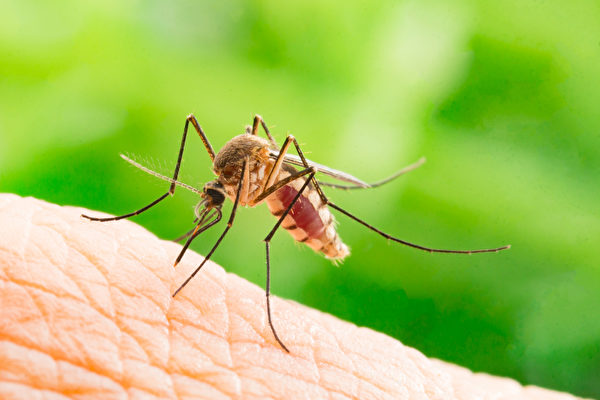 Prévenir les piqûres de moustiques en été