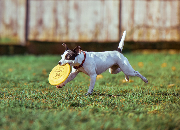 Nettoyage des tiques pour animaux de compagnie