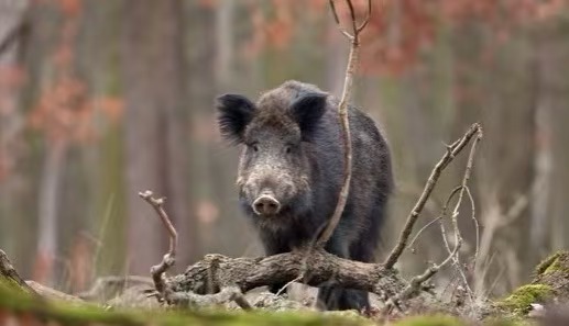 Évitez d'être attaqué par des animaux sauvages pendant la survie sauvage